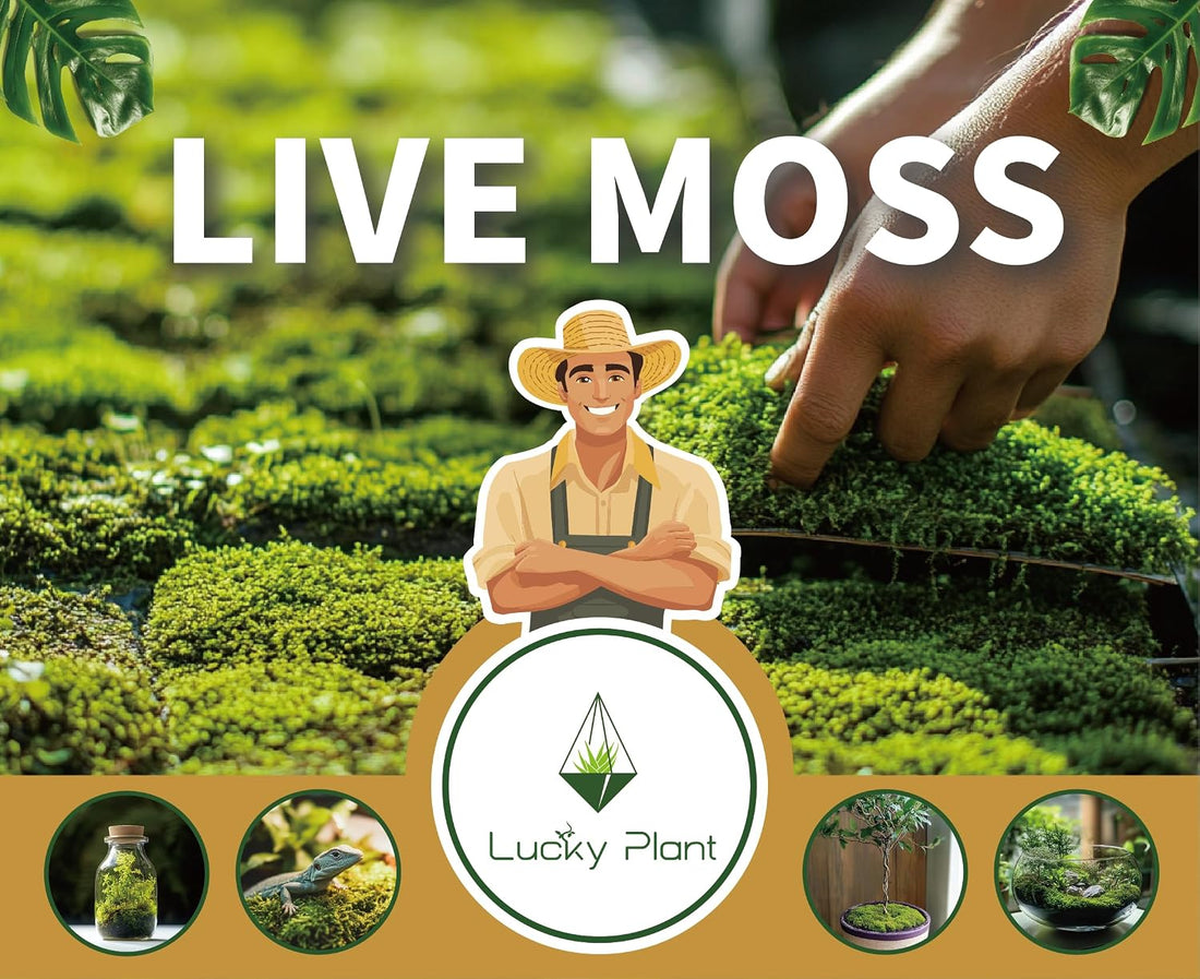 LUCKYRUNES Live Moss for Terrarium Bedding & Reptile Enclosures