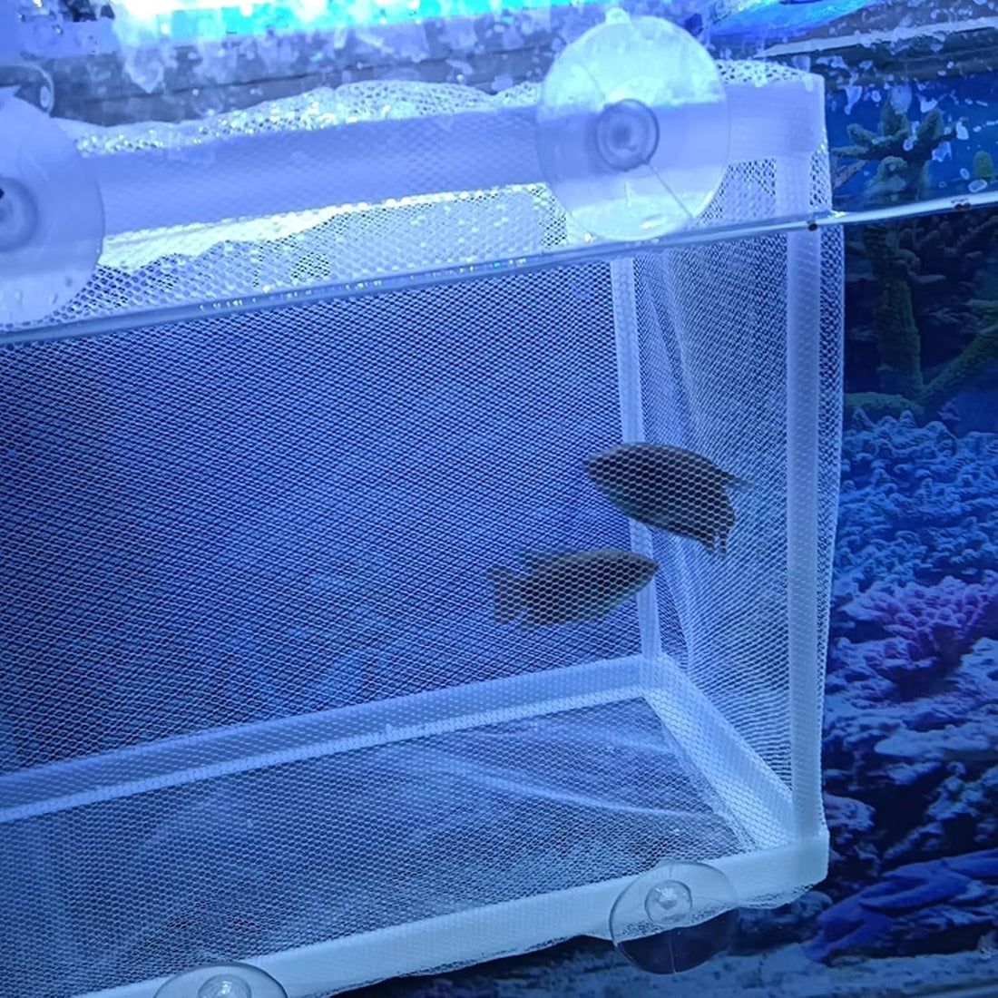 2 Pcs Fish Breeder Incubator Mesh Box