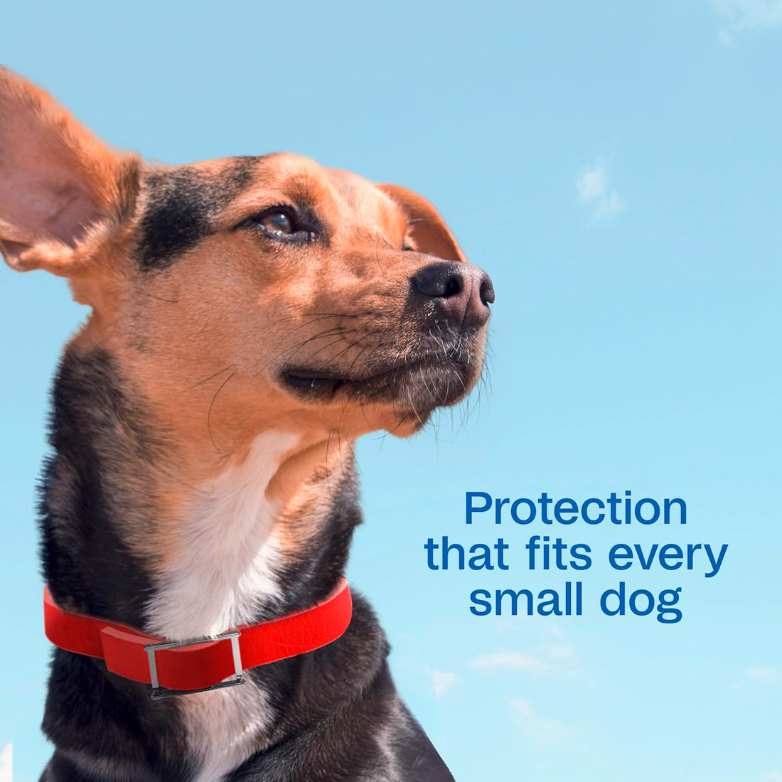 ADAMS Plus Flea & Tick Collar for Dogs, 7-Month Prevention, 1 Count