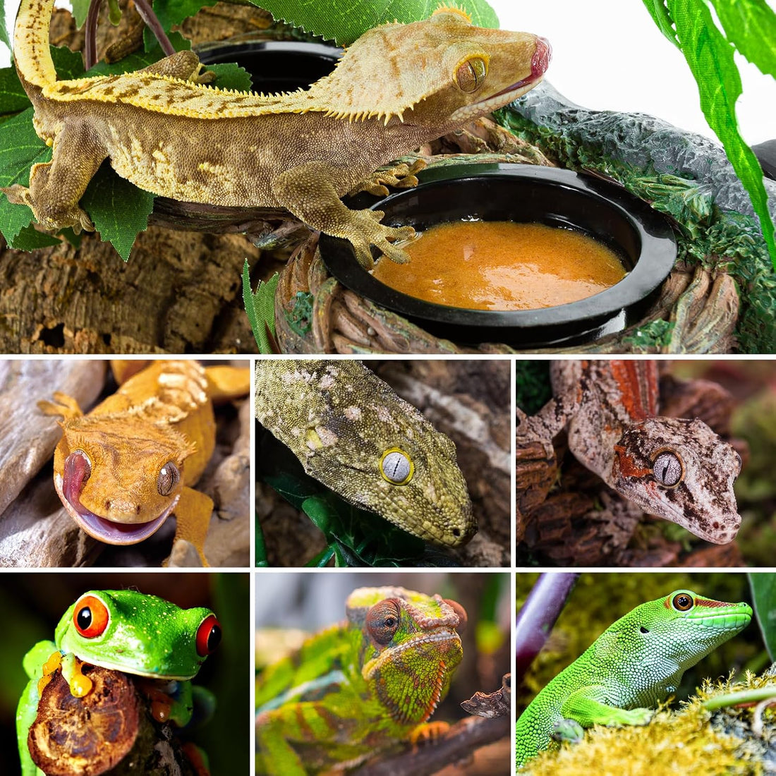 REPTI ZOO Magnetic Reptile Feeding Ledge