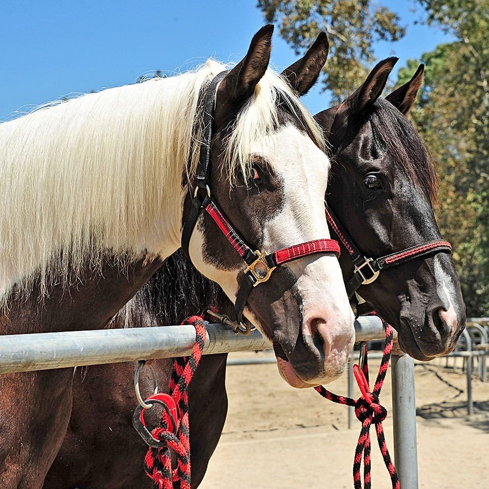 Quick Release Horse Trailer Tie 5 Breakaway Levels Black 2pc