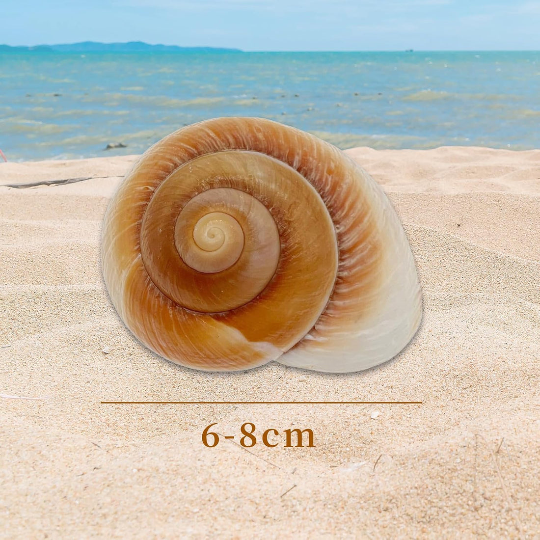 NIIIYTYB Large Hermit Crab Shells Extra Shells 2.7~3.5 Inch Big Empty