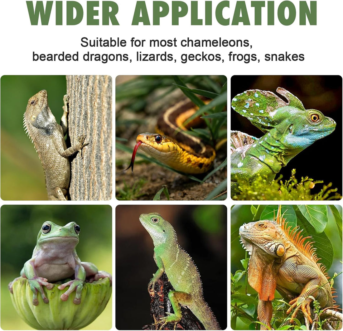 Chameleon Feeder Box with Suction Cups