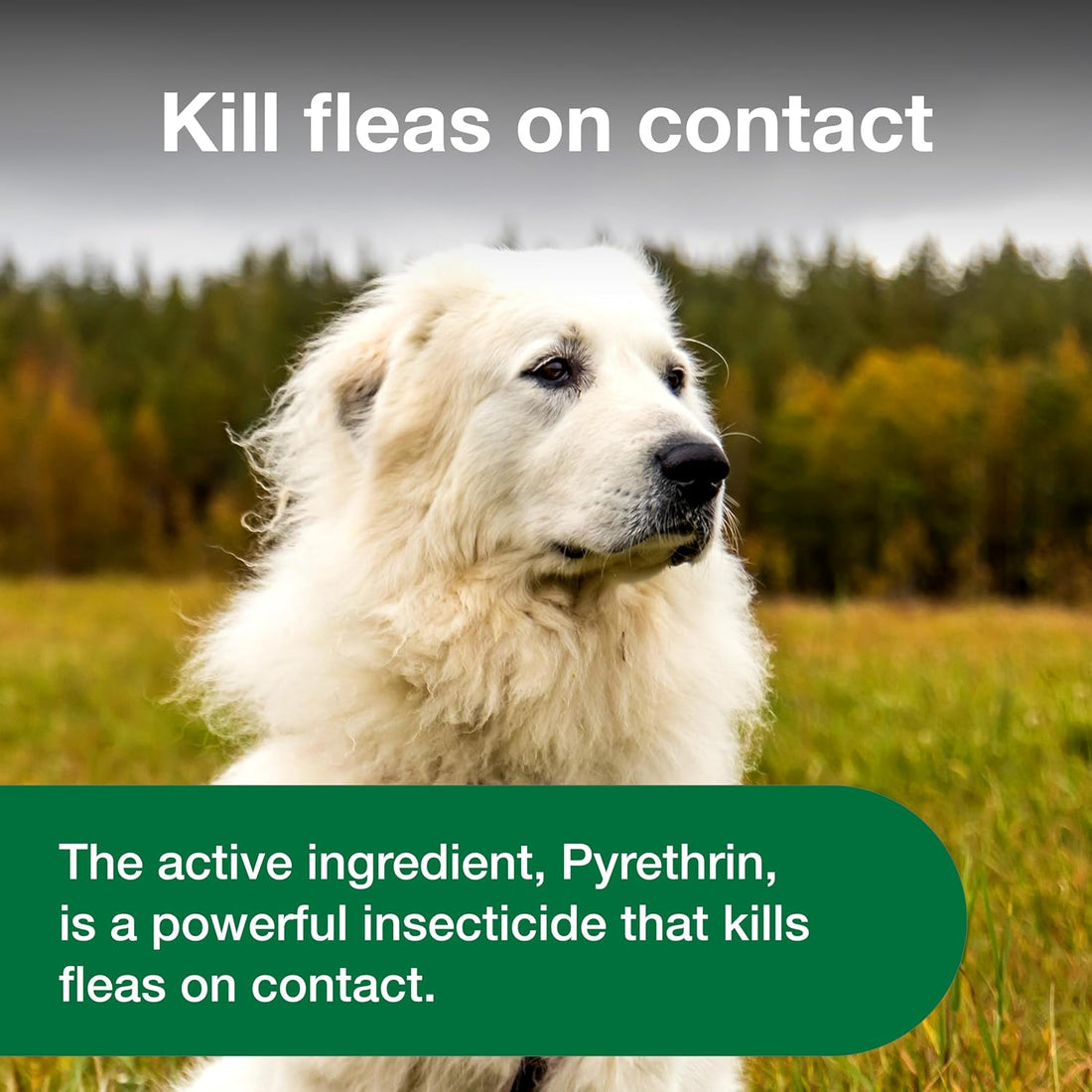 Advantage Treatment Spray for Dogs, Kills Fleas & Ticks, 8 oz.
