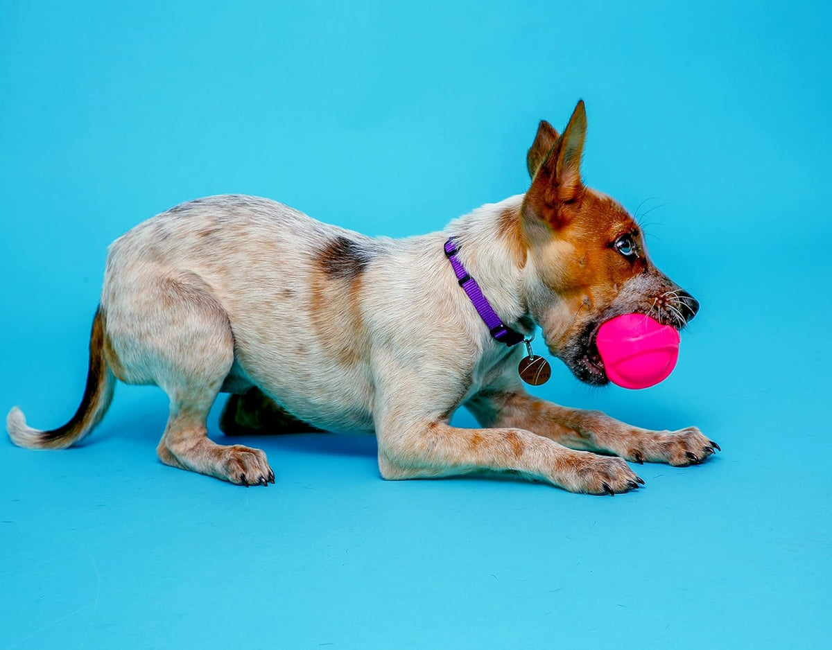 Hartz Dura Play Bacon Scented Squeak Ball Dog Toy for Small Breeds