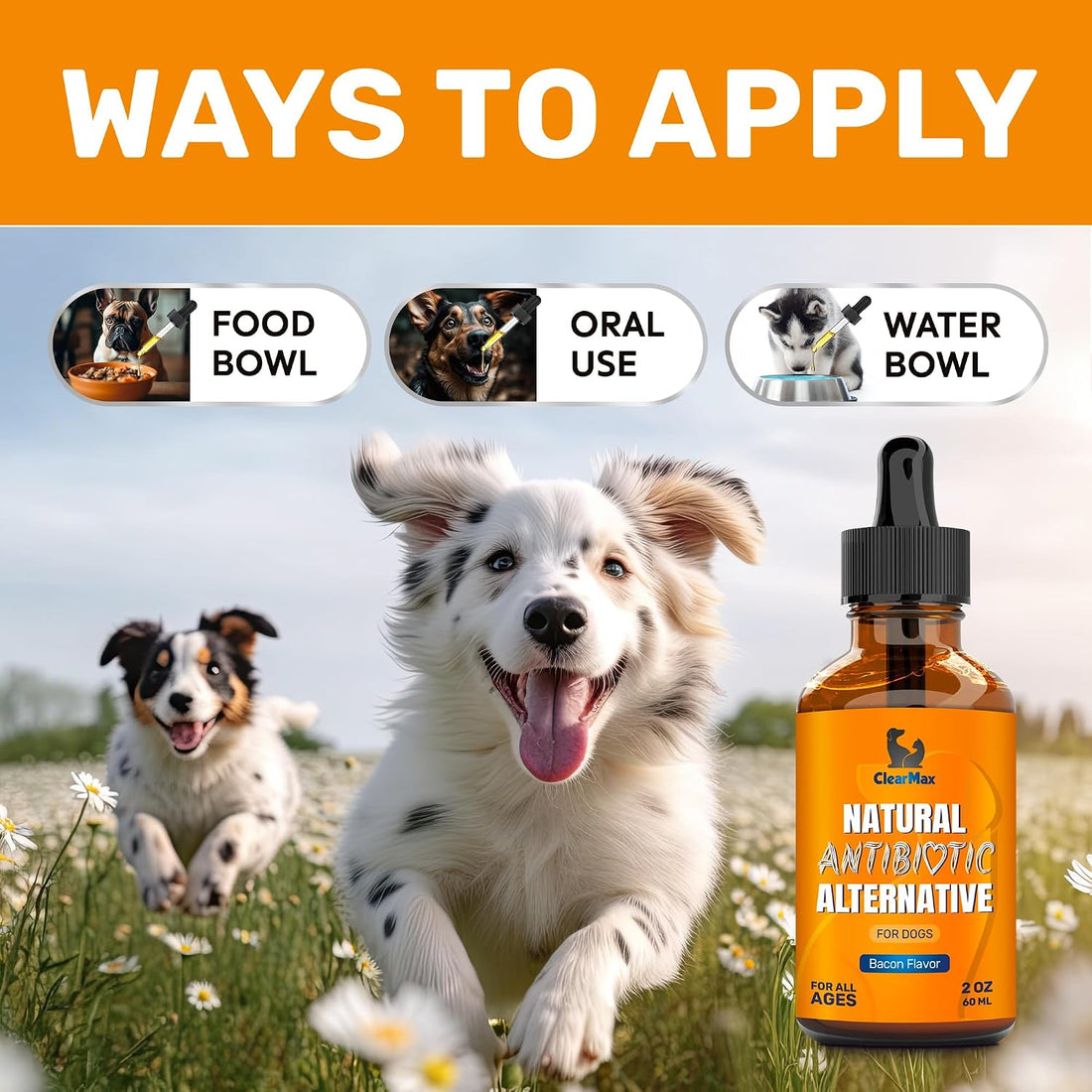 Dog Antibiotics for Infections, Allergies, Coughs