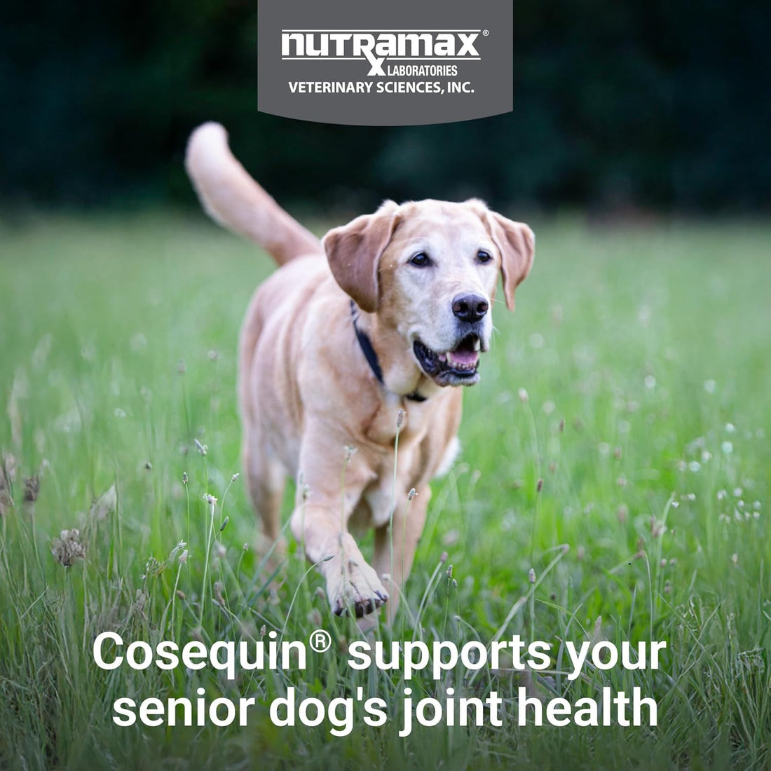 Nutramax Cosequin for Senior Dogs Joint Health Supplement