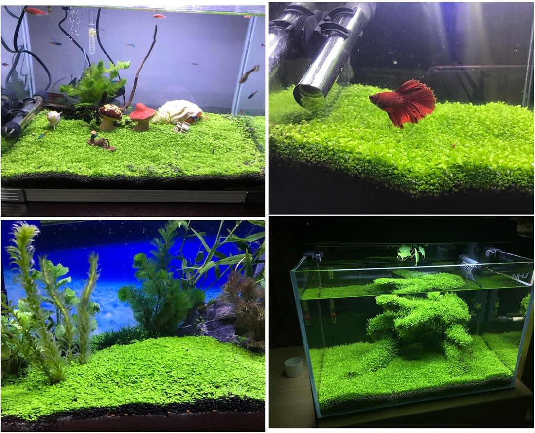 2 Pack Aquarium Plants for Fish Tank Easy Growing Real Carpet Decor