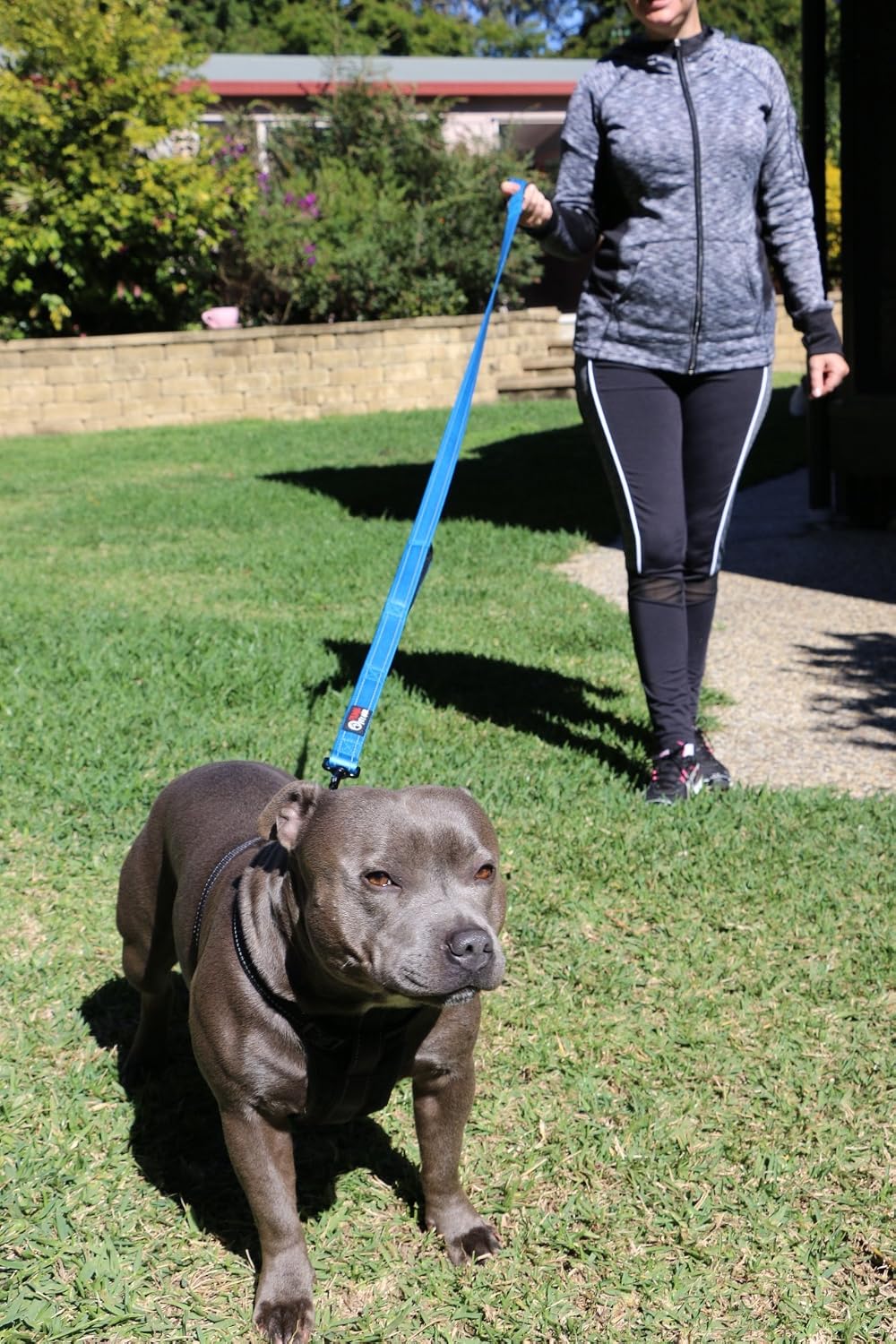 Primal Pet Gear Dog Leash 8ft Long - Blue - Traffic Padded Two Handle