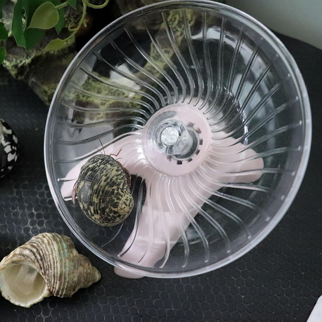 Hermit Crab Toys, Hamster Wheel, Hermit Crabs Accessories