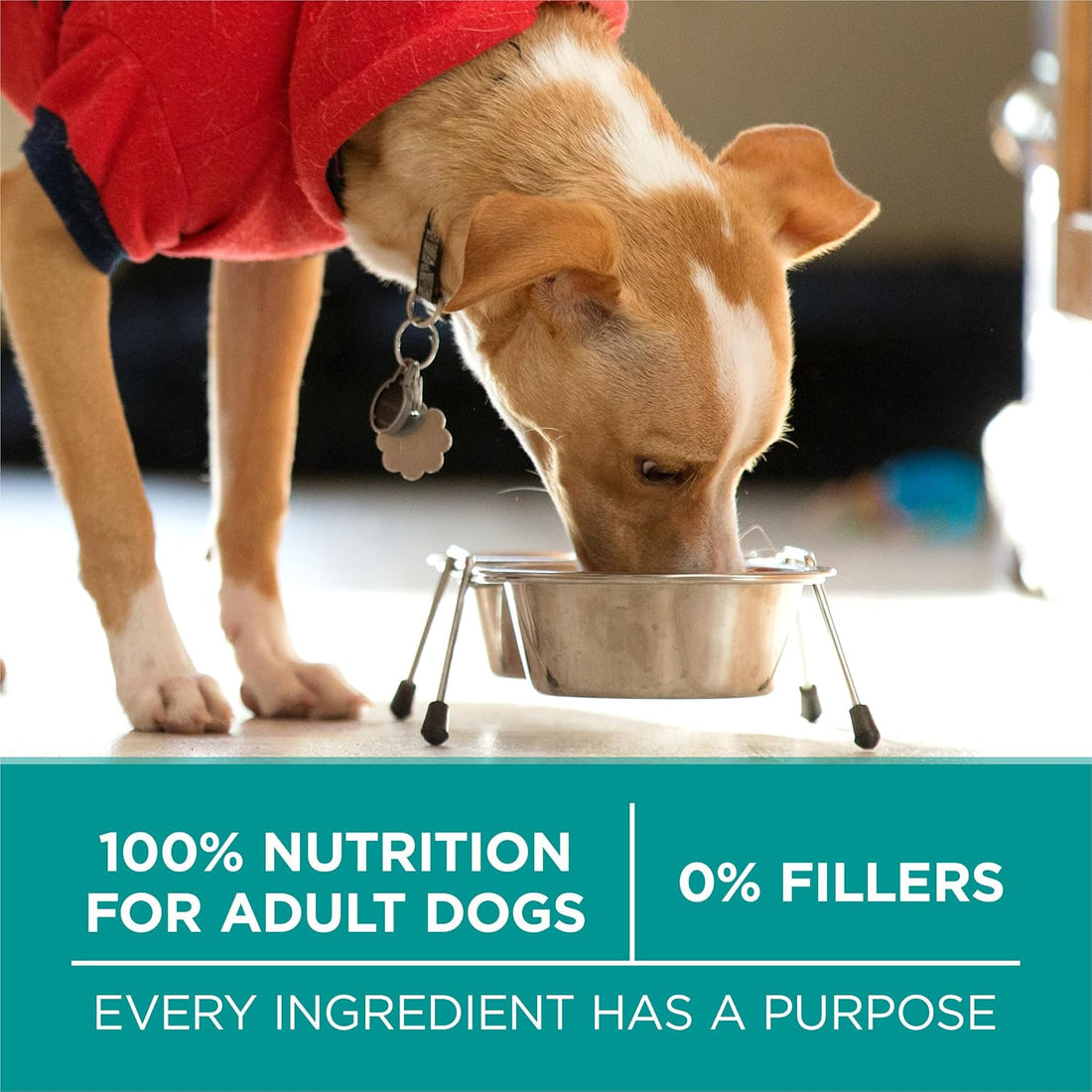Purina ONE Plus Digestive Health Dry Dog Food, Chicken, 31.1 lb Bag
