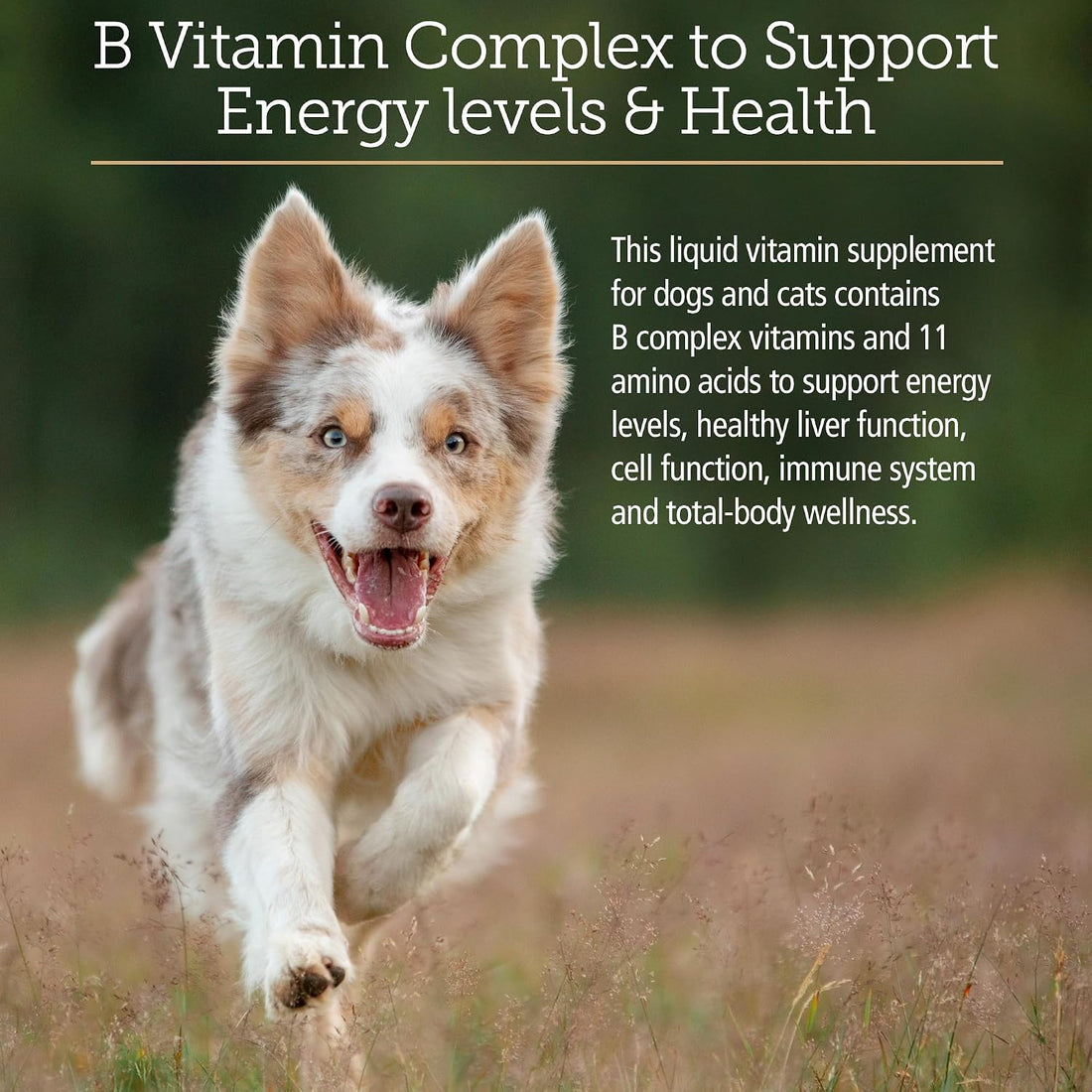 Rx Vitamins Amino B-Plex Cat & Dog Supplement