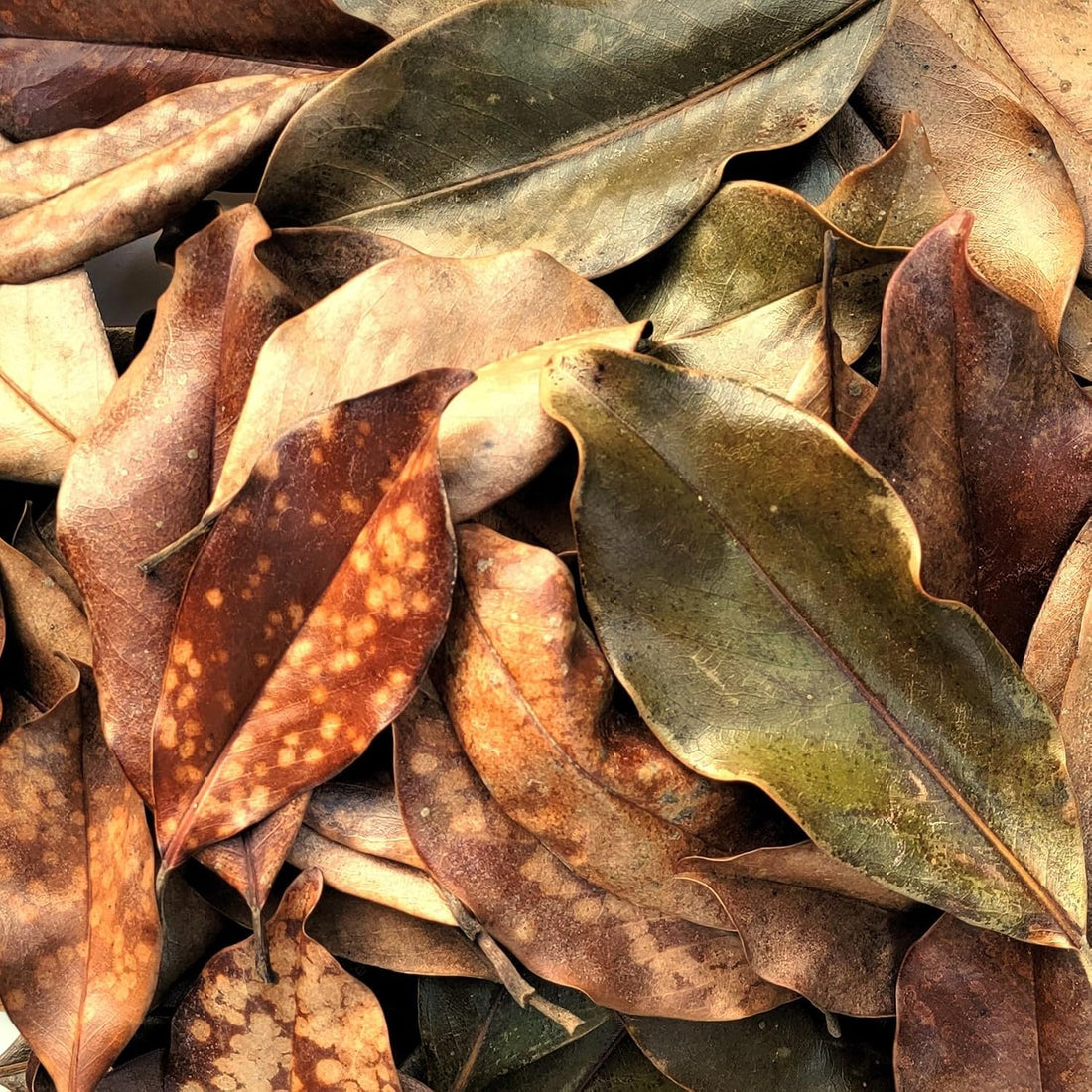 Magnolia Leaf Litter, 30-35 Leaves