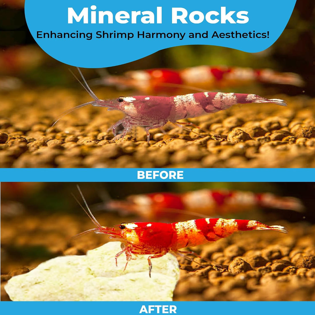 JOR Calcium Rocks for Shrimps, Color Enhancing Breeding Hideout