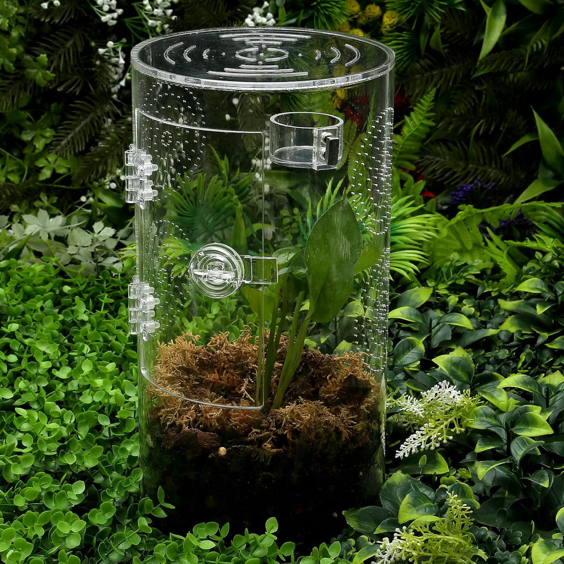 2 Pack Jumping Spider Feeding Dish