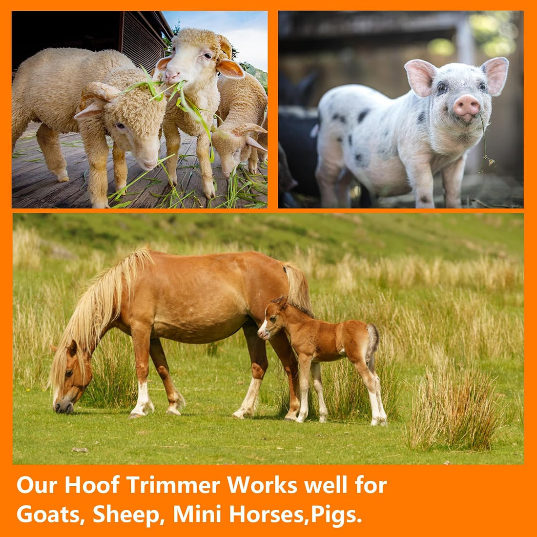 8 inch Farrier Tool Kit Goat Hoof Trimmers Pig Hoof Shears for Mini