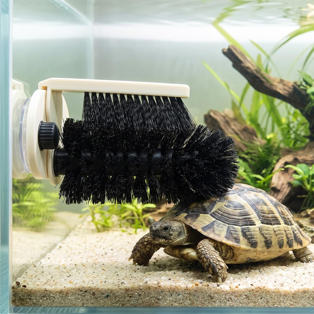 Turtle Brush with Suction Cup