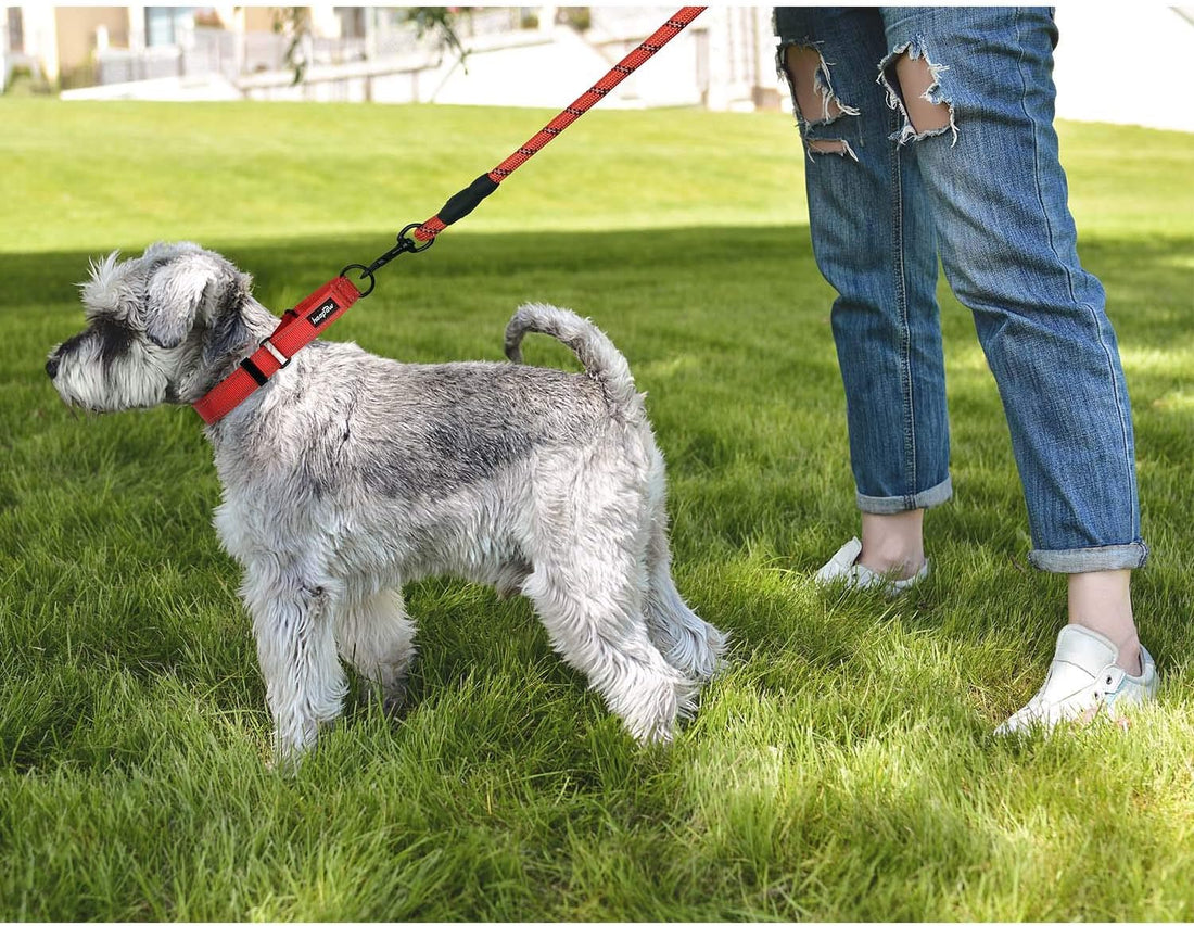 Haapaw Escape-Proof Martingale Dog Collar
