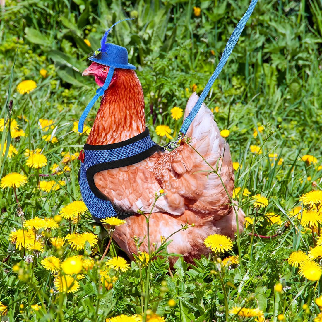 Zhanmai 9 Pcs Chicken Harness and Leash for Hens, Chicken Accessories