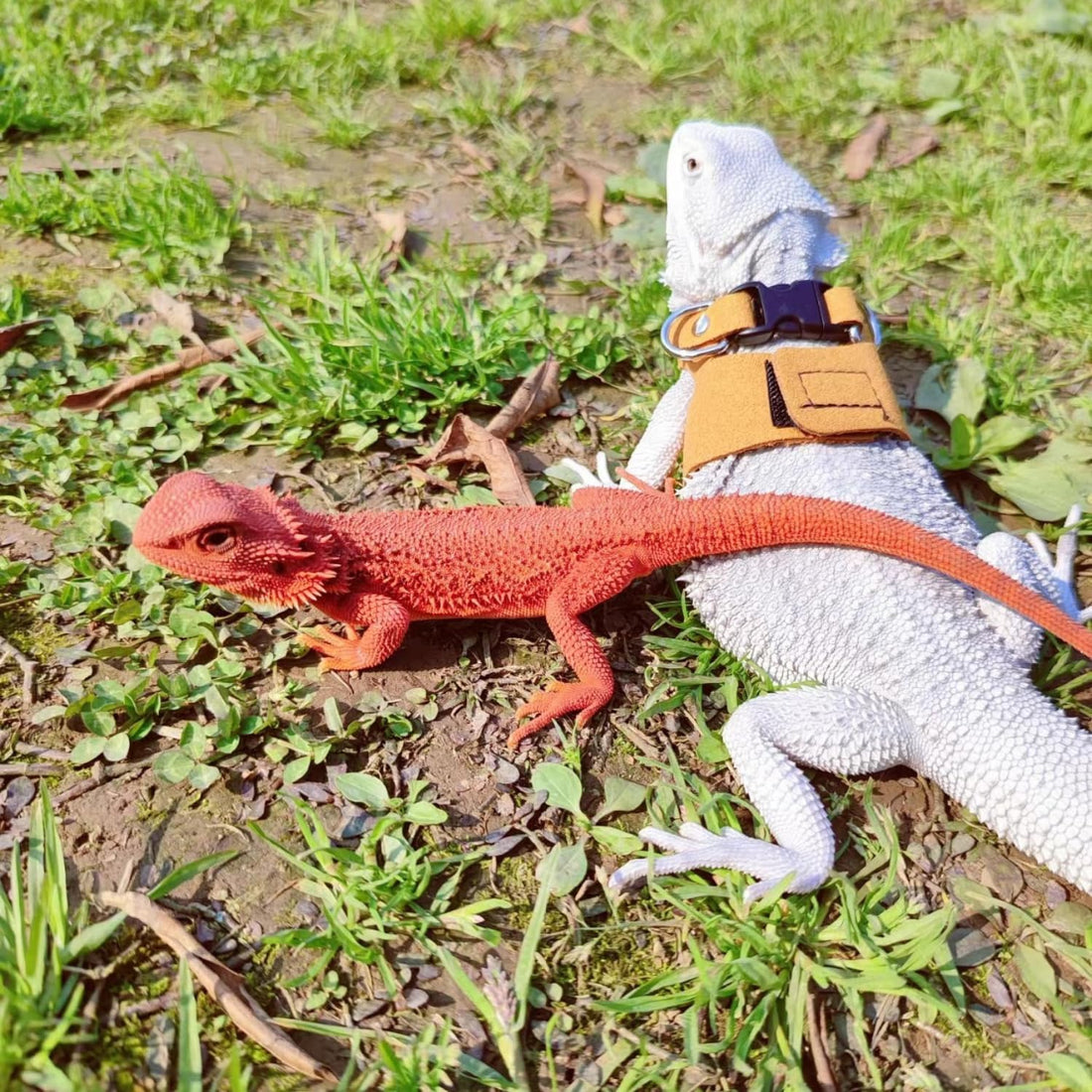 3 Pack Bearded Dragon Harness and Leash Set