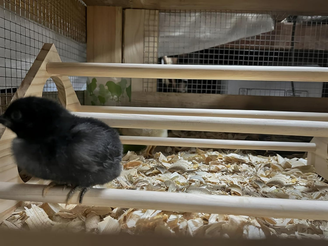 Large Wooden Pine Chick Perch Roosting Bar for Baby Chicks Brooder