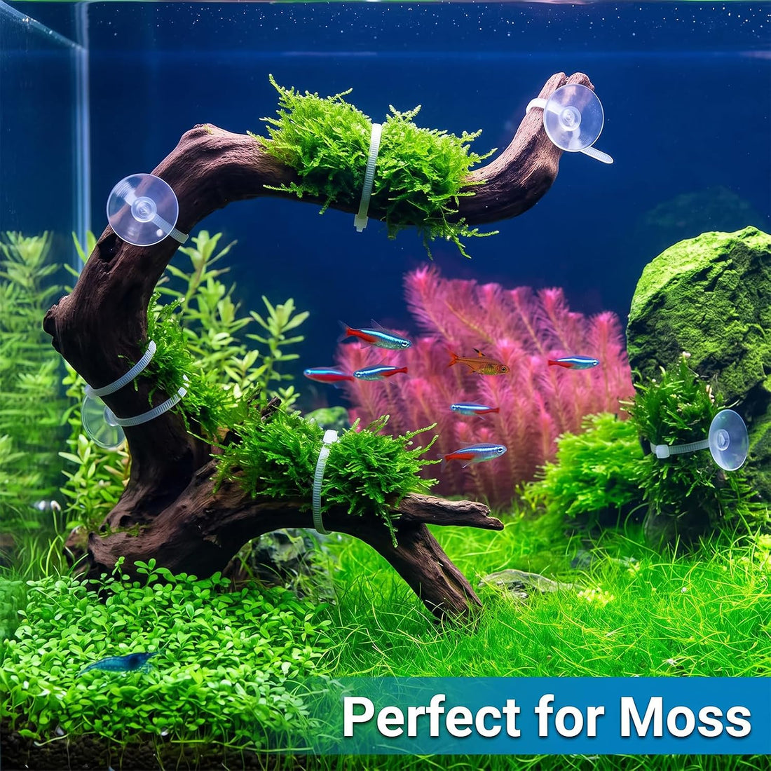 10 Pack Suction Cups with 10 Adjustable Zip Ties for Aquarium Fish