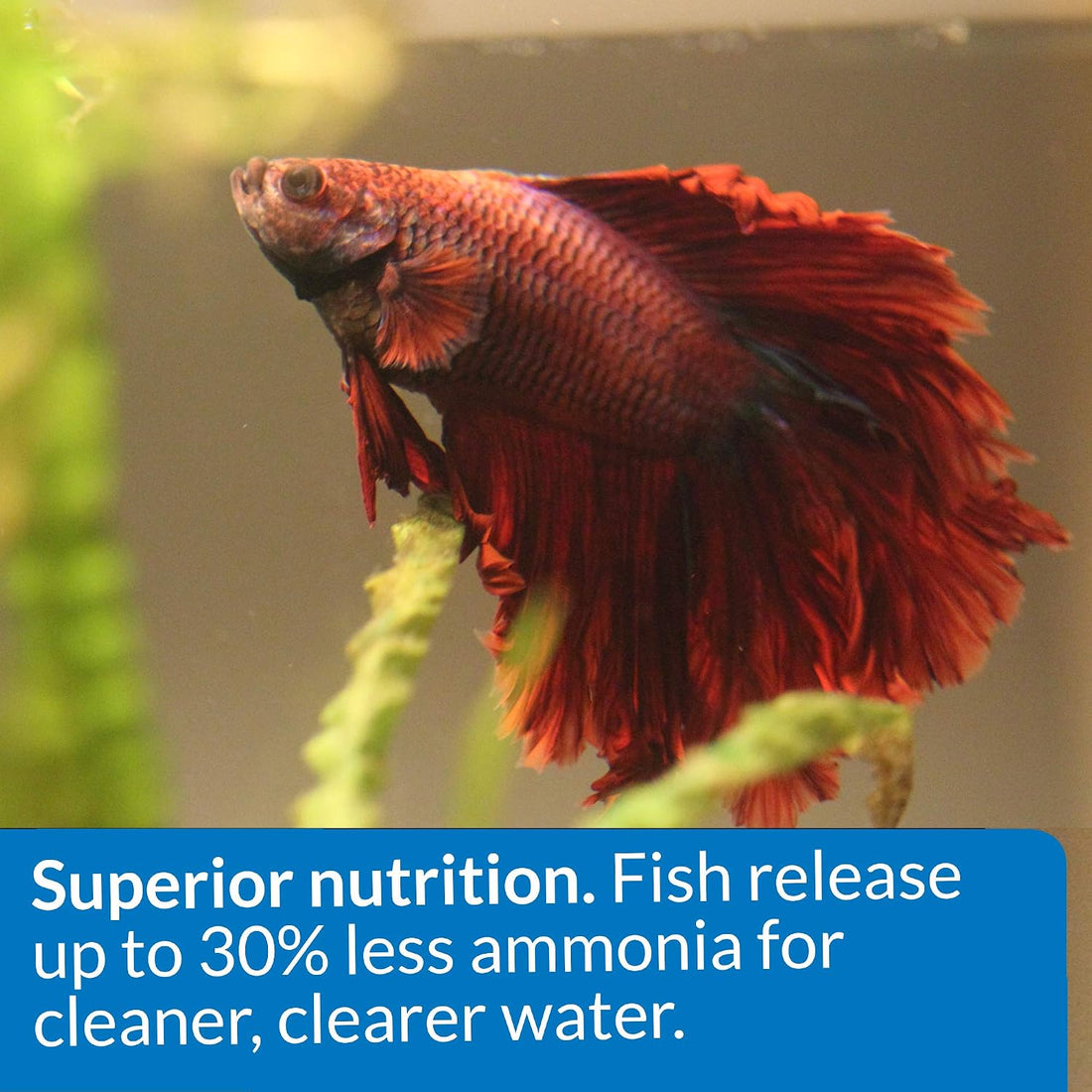 API Betta Flakes Fish Food .36-Ounce Container