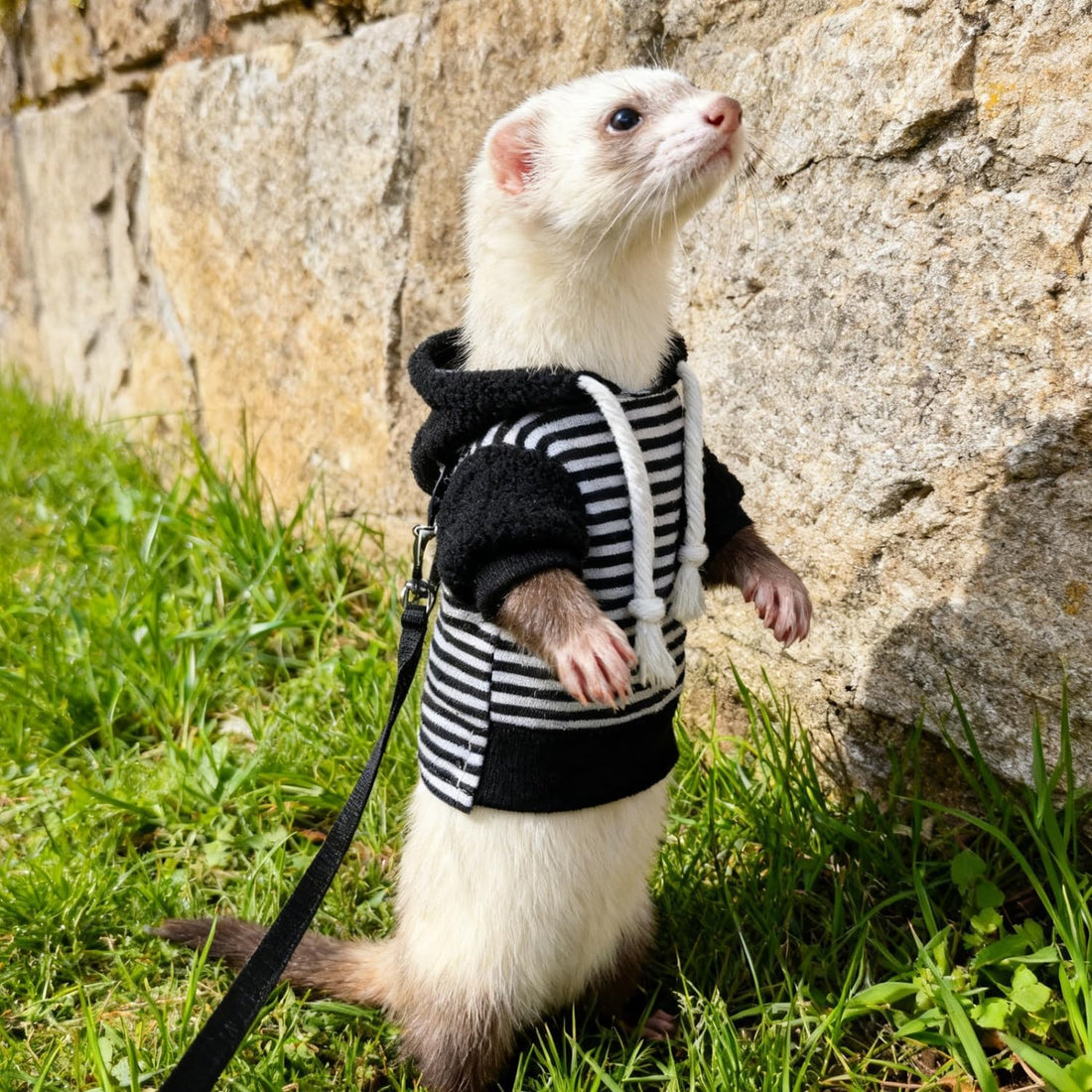 Ferret Harness and Leash Set Ferret Clothes Small Animals Harness
