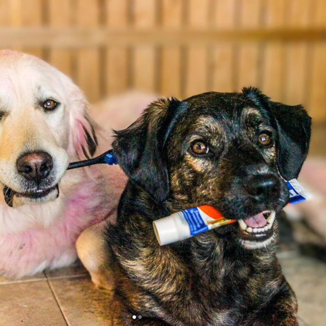 Paw Ready from Doggy Breath to Doggy Fresh Dog Dental Care Enzymatic