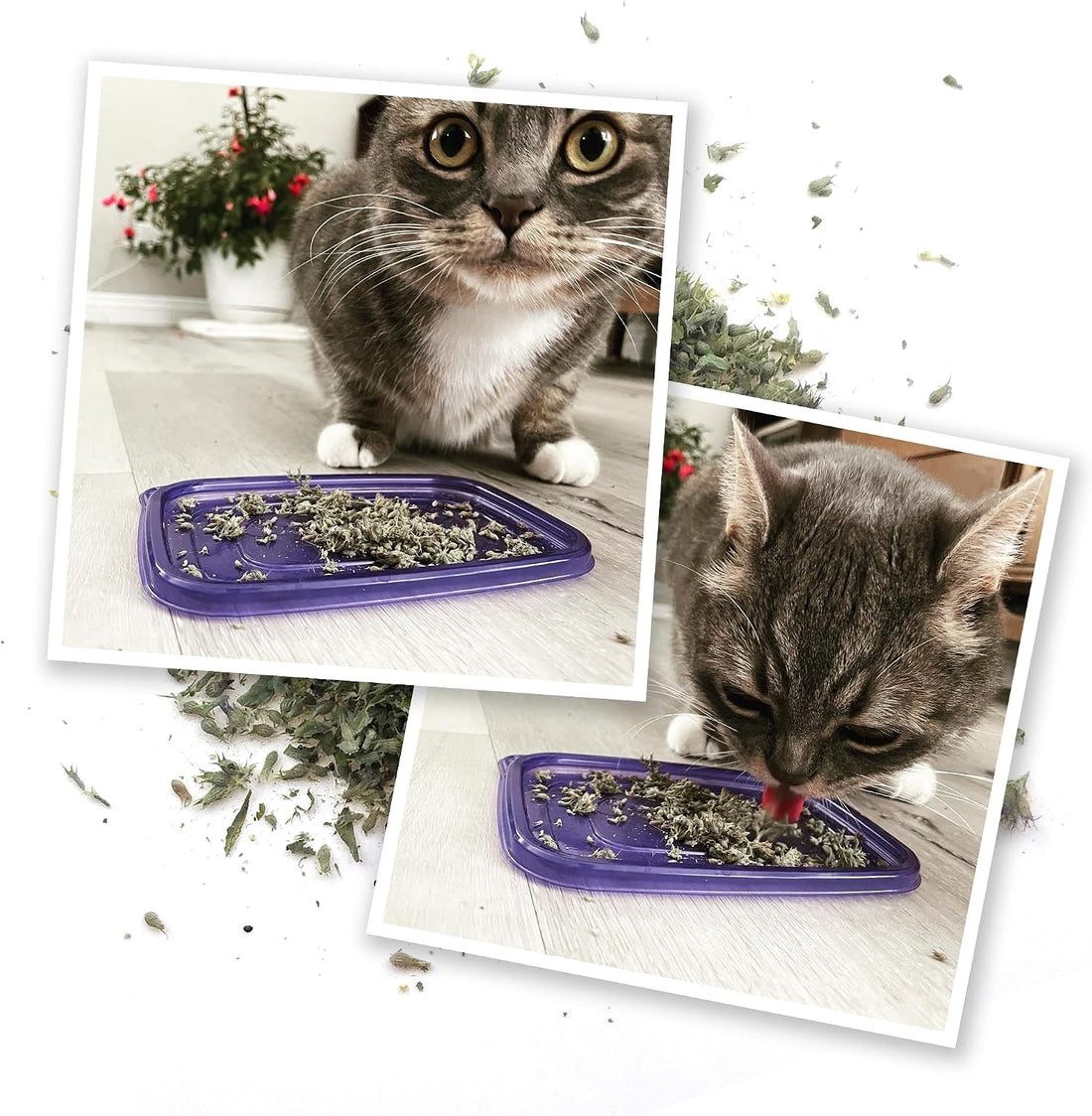 Meowijuana Meowi-Waui Catnip Blend | High-Potency