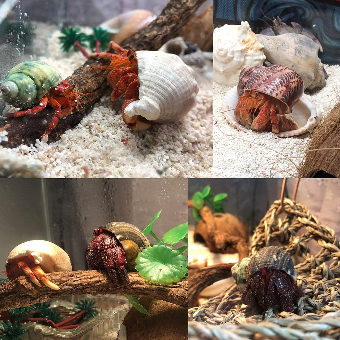 SINKOO 6PCS Hermit Crab Shells Medium to Large