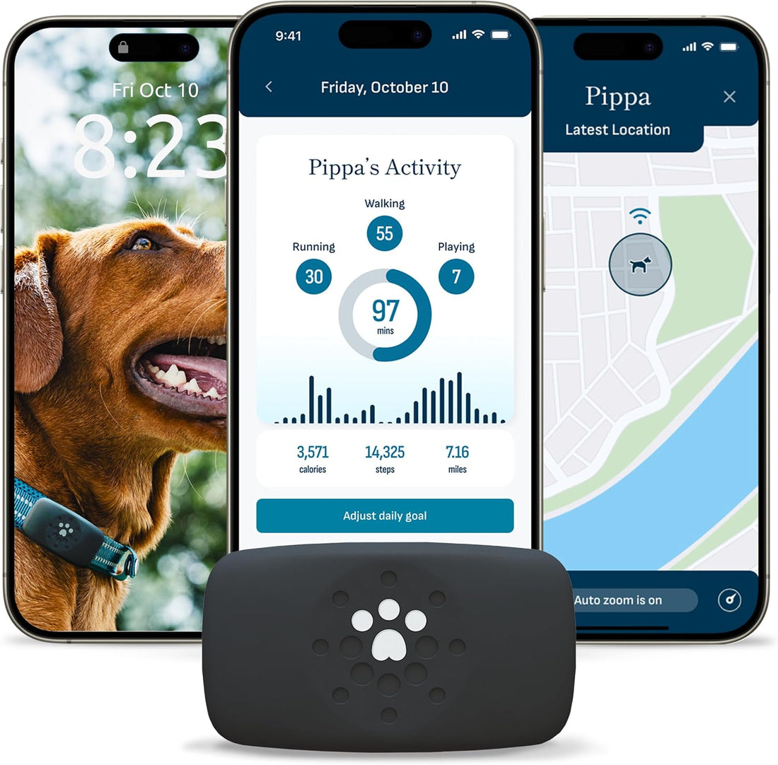 Petivity Smart GPS and Activity Dog Tracker Tag