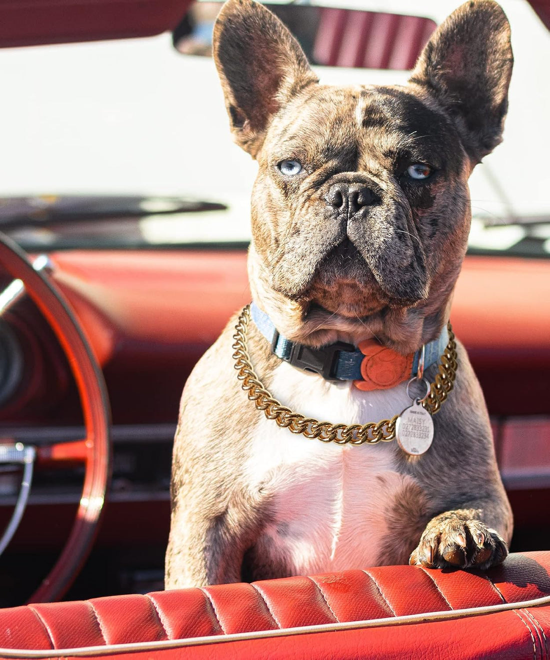 Gold Chain Dog Collar-15mm Cute Dog Collar Pet Gold Necklace Bulldog