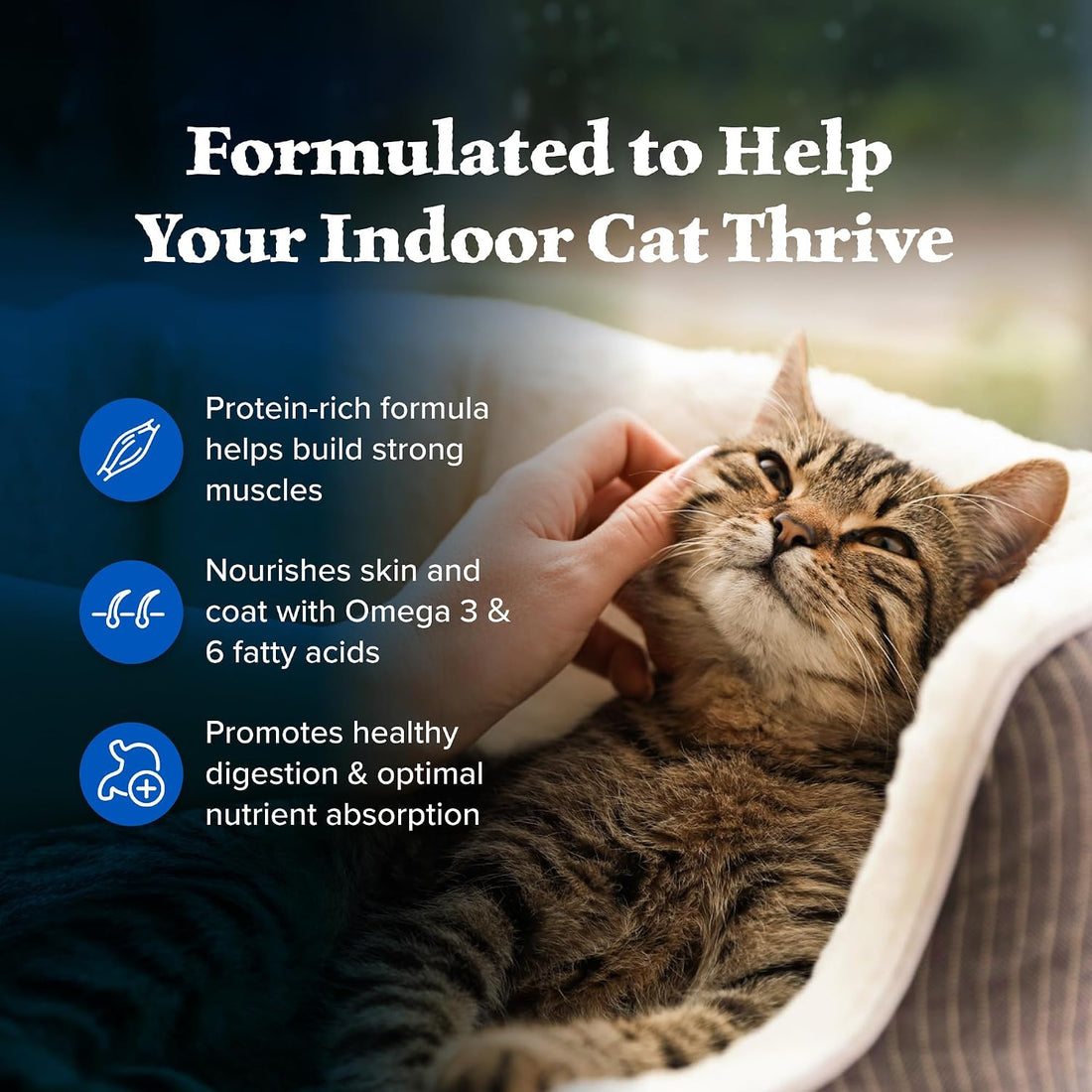 Blue Buffalo Wilderness Natural Adult Dry Cat Food Indoor Cats