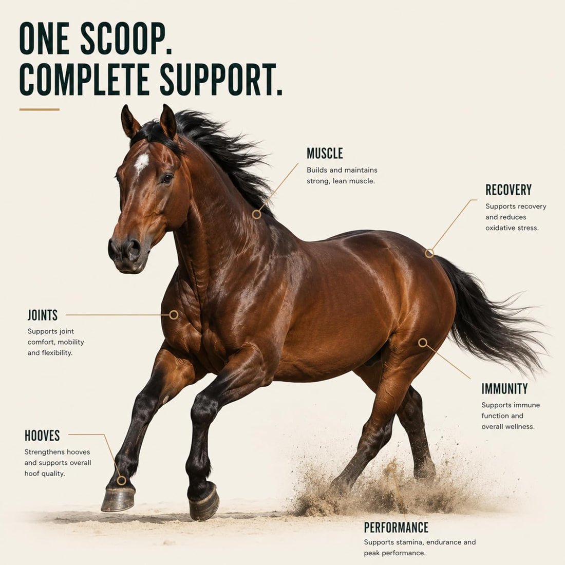Horse Joint Supplement Powder – MSM, Glucosamine & 8 Amino Acids
