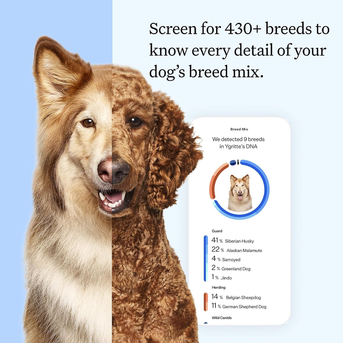 Wisdom Panel Essential Dog DNA Kit: Most Accurate Test for 365+ Breeds