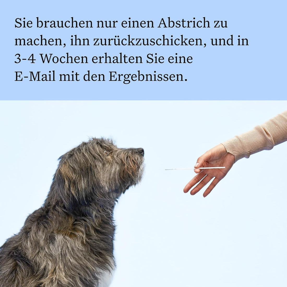Wisdom Panel Dog Breed Detection DNA Test Kit