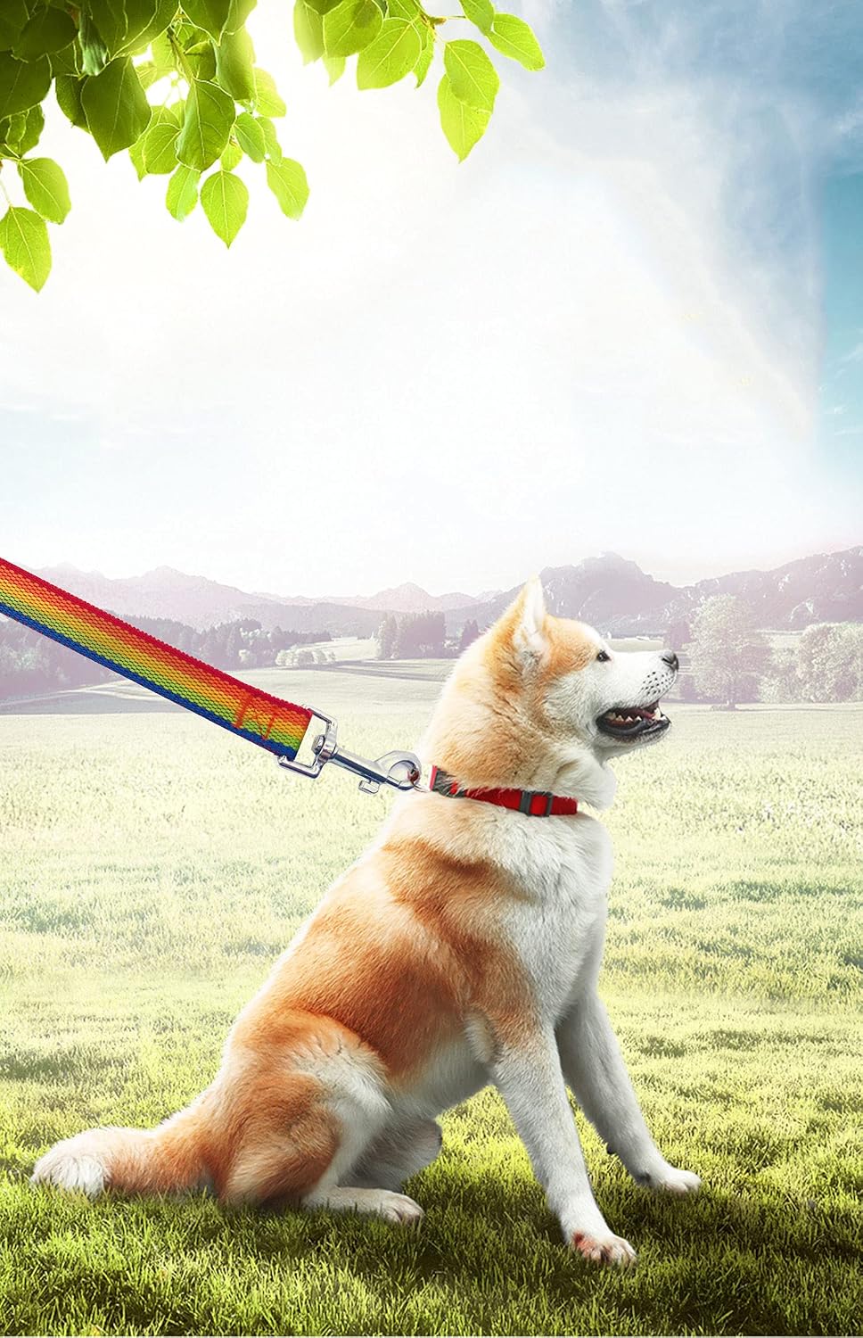 PETGOGO 15ft 20ft 30ft 40ft 50ft Long Dog/Puppy Lead Obedience Recall