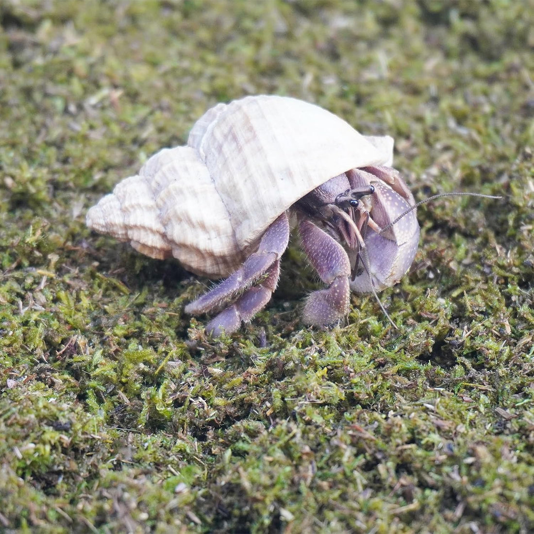 3.5oz Hermit Crabs Substrate