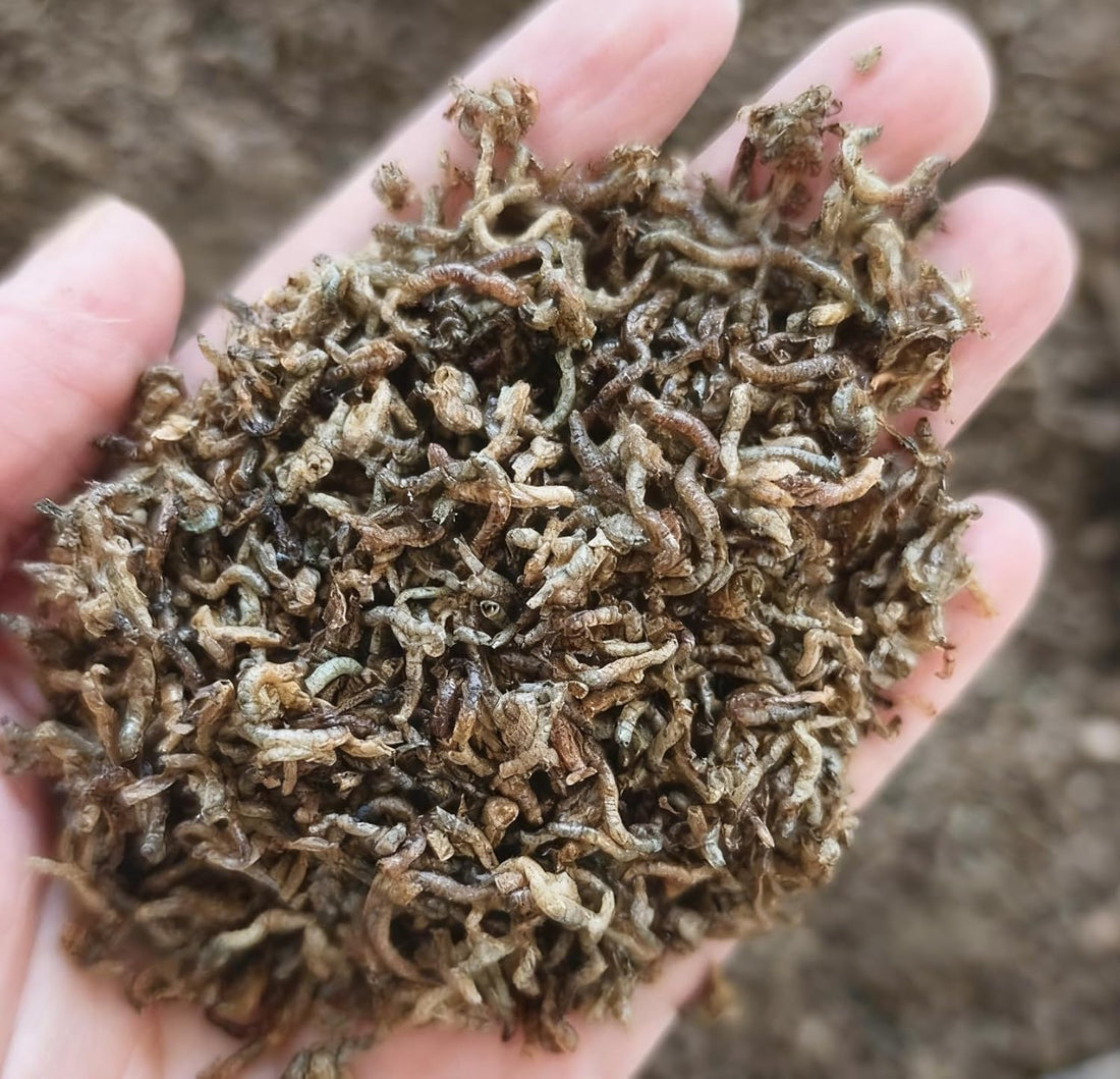 YZHZOM Freeze Dried Blood Worms