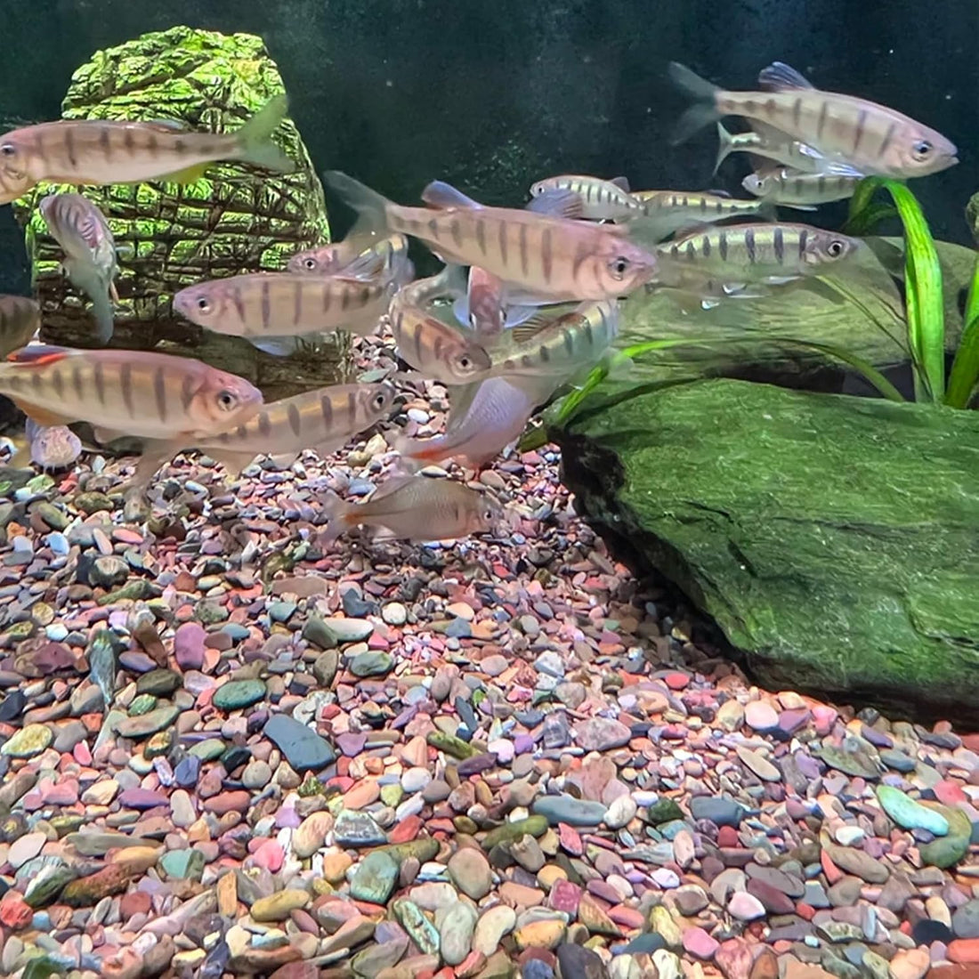 YISZM Aquarium Gravel, 2lbs Fish Tank Rocks