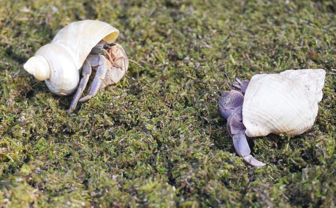 3.5oz Hermit Crabs Substrate