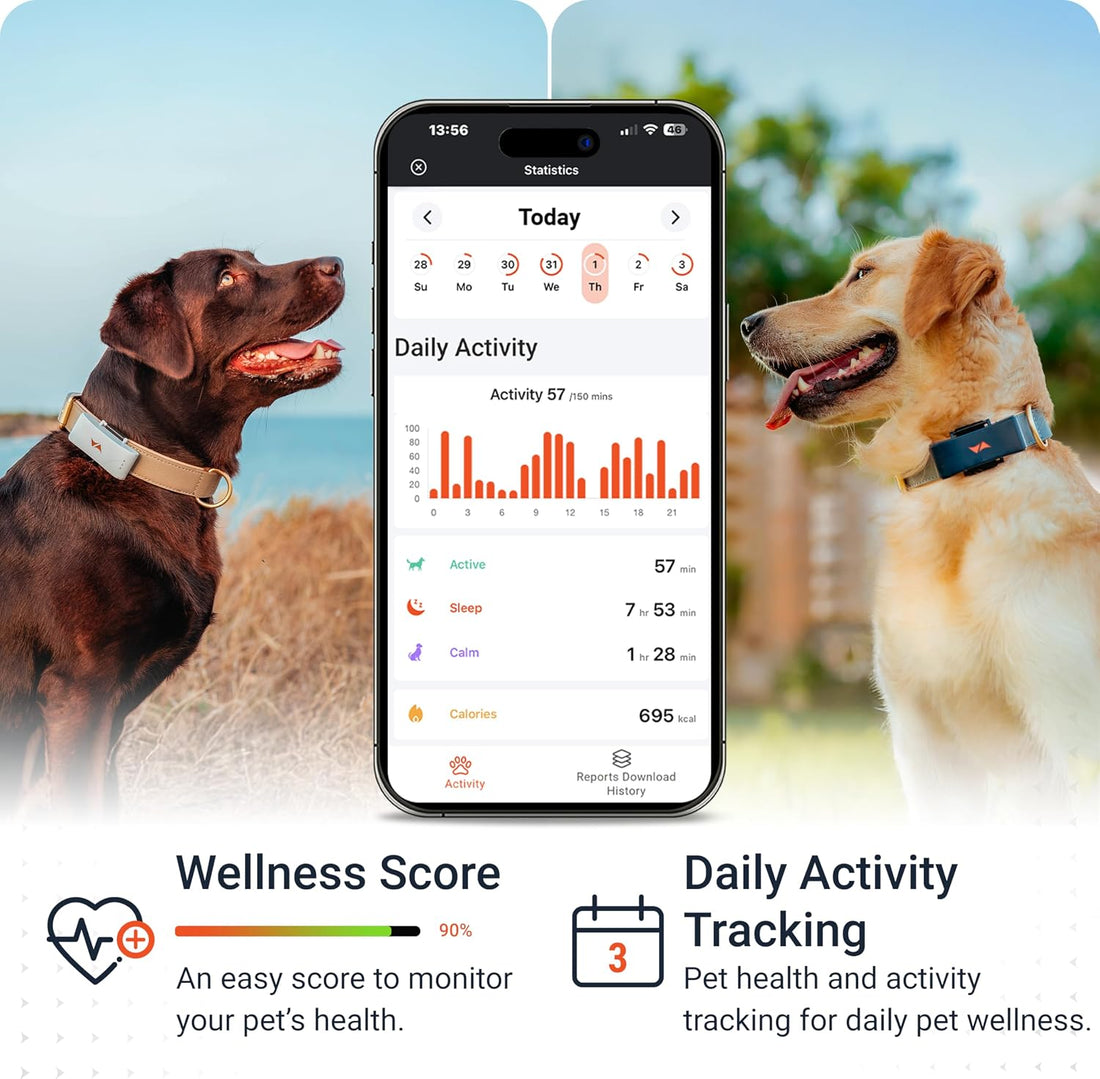PAJ Dog GPS Tracker 3-Month Subscription Included