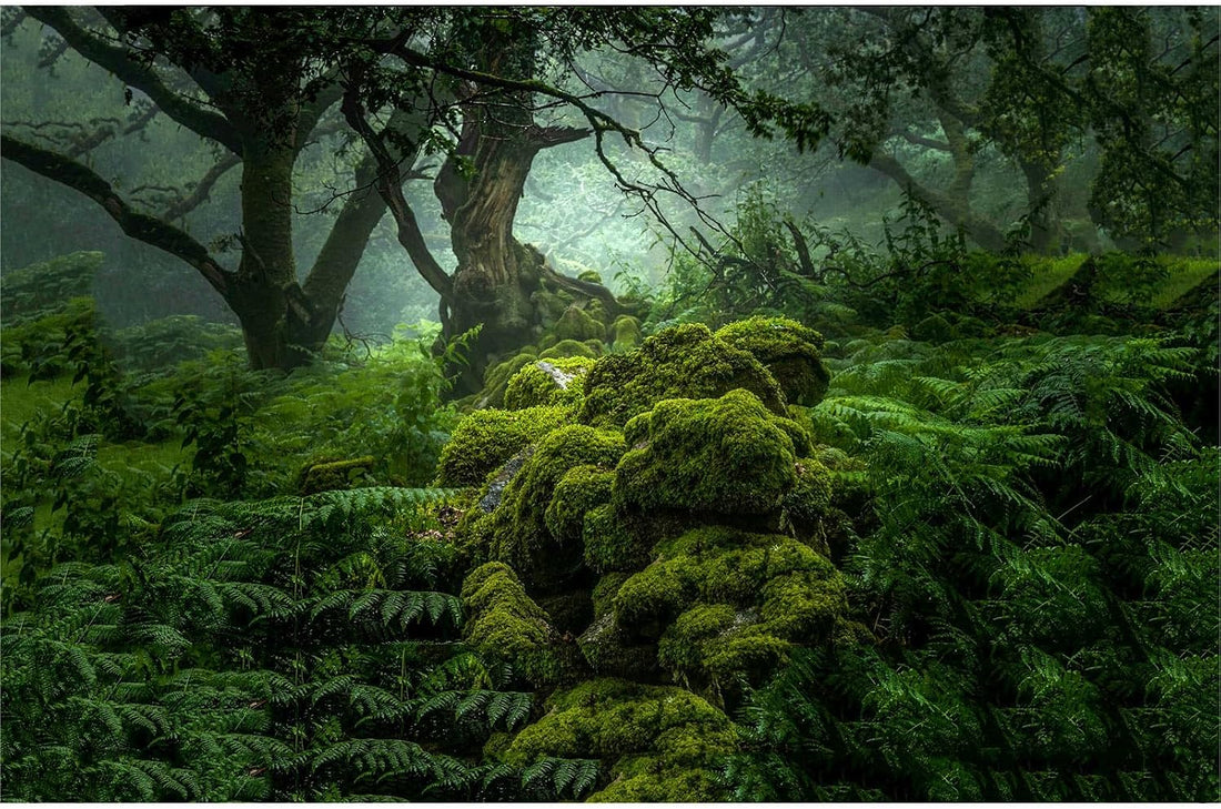 Forest Aquarium Background Dense Woods Moss Natural Landscape Reptile