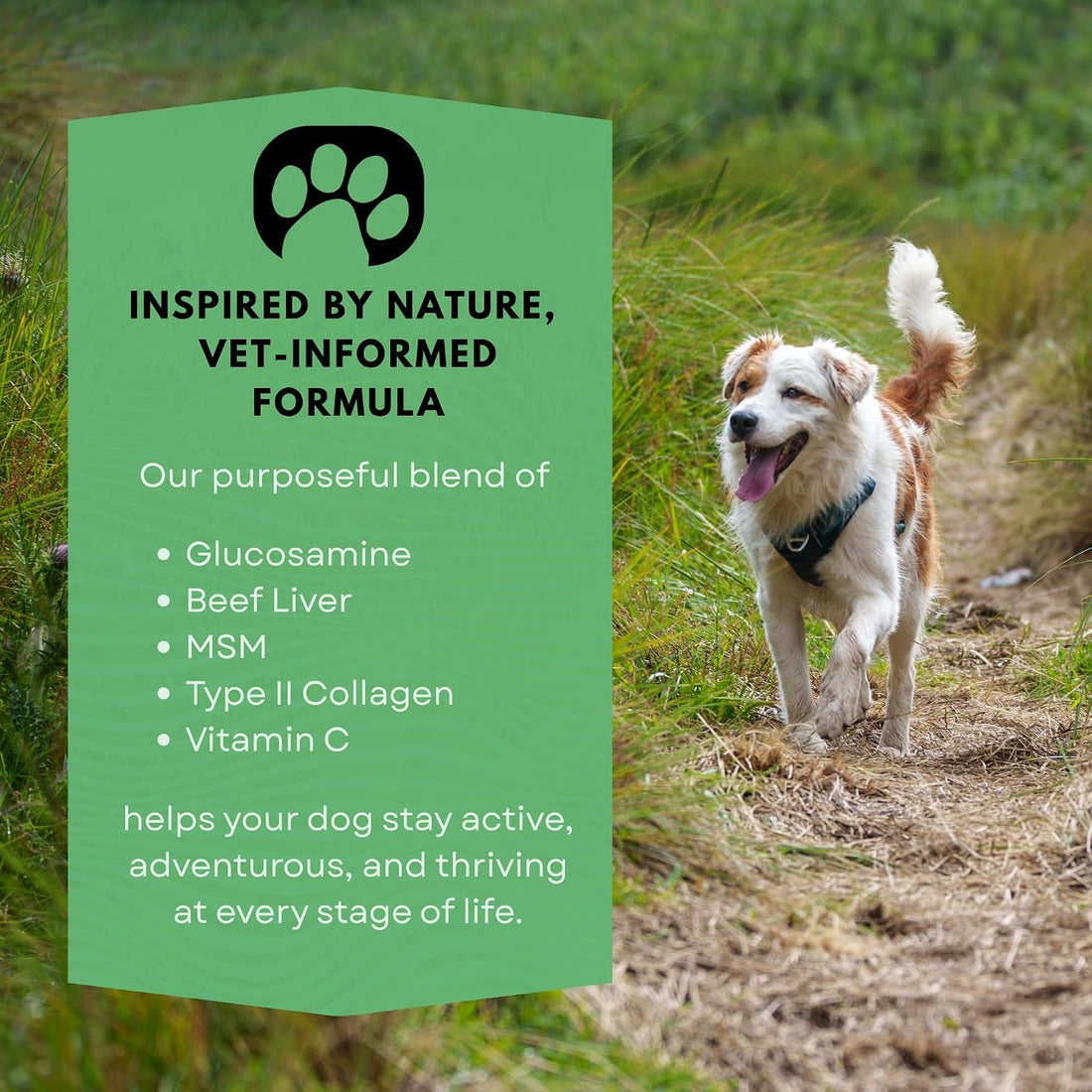 Extend Dog Hip and Joint Supplement Beef Flavored Powder Packets
