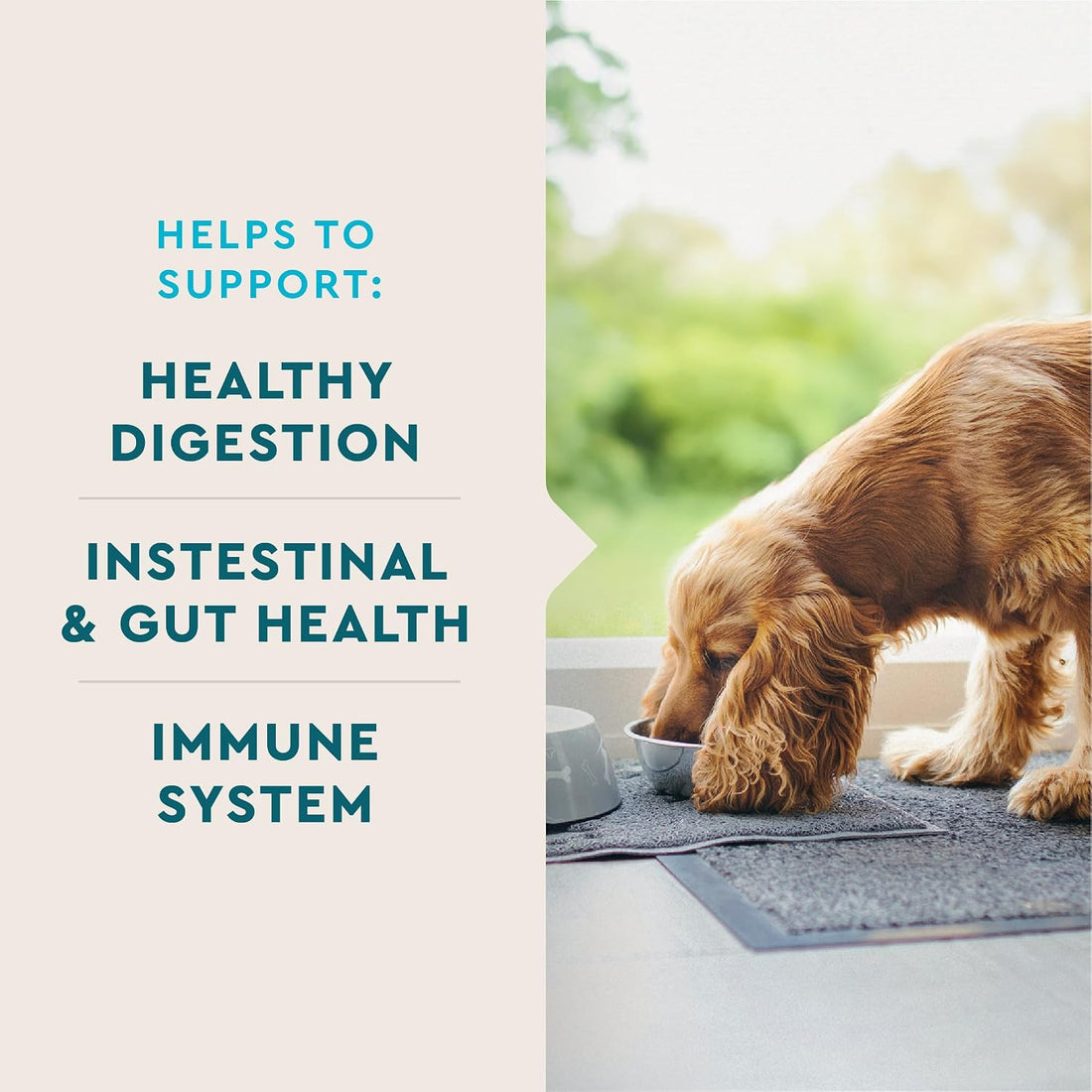 VetIQ Probiotic Supplement for Dogs, Digestive Support for Dogs