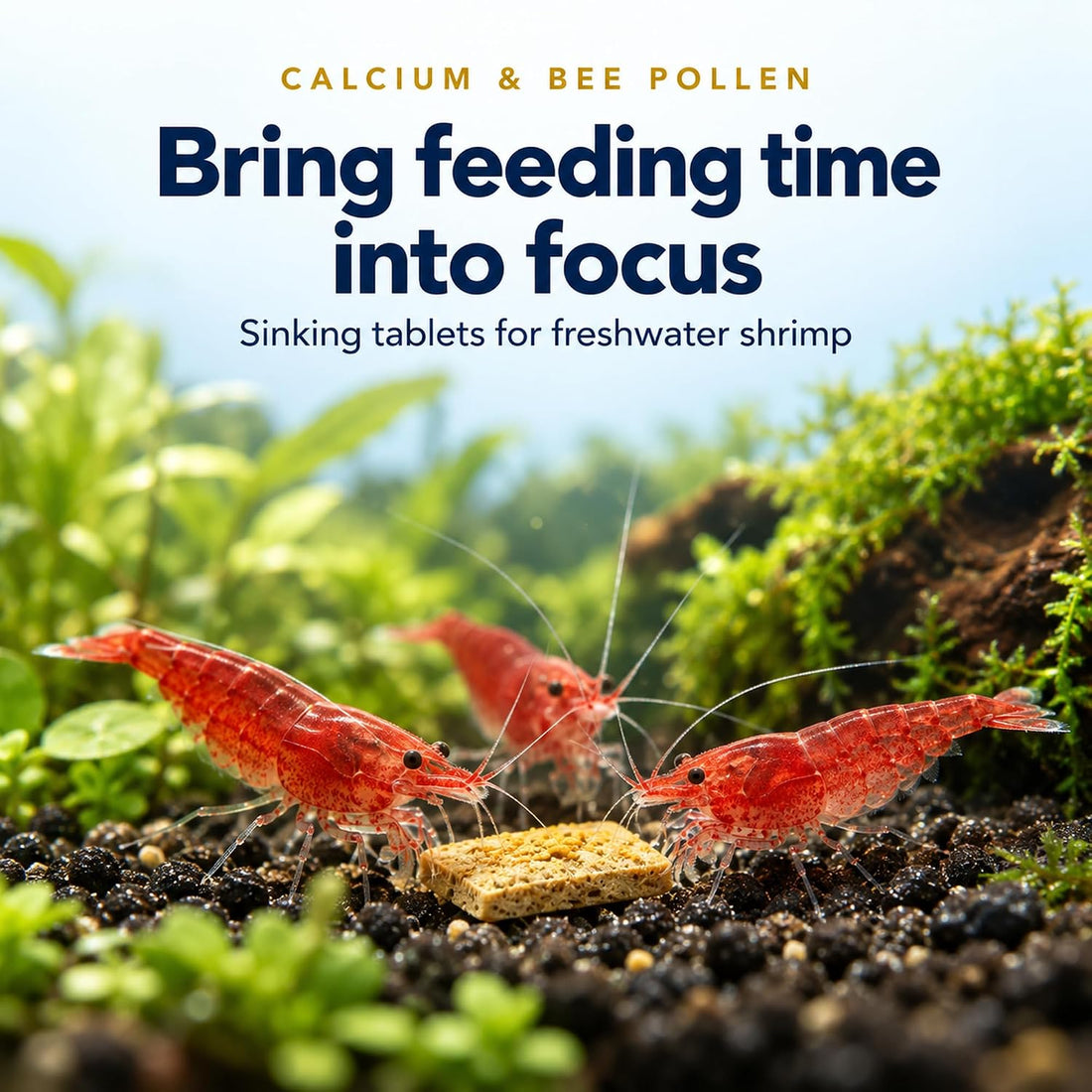 Shrimp Bites Calcium & Superfood Formula