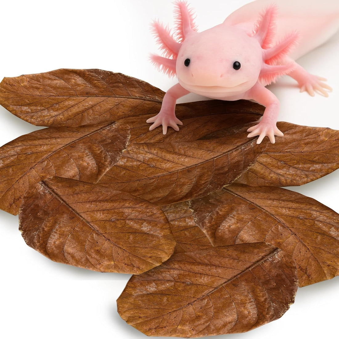 SunGrow 10 Pack Axolotl Indian Almond Leaves for Aquarium, 5-Inches