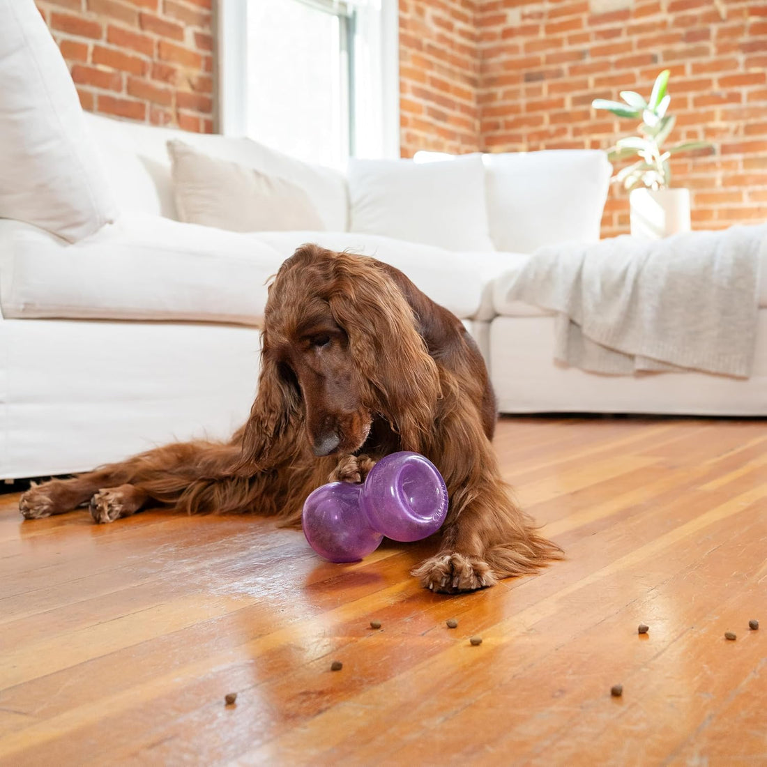 Outward Hound Double Snoop Interactive Treat Dispensing Dog Toy