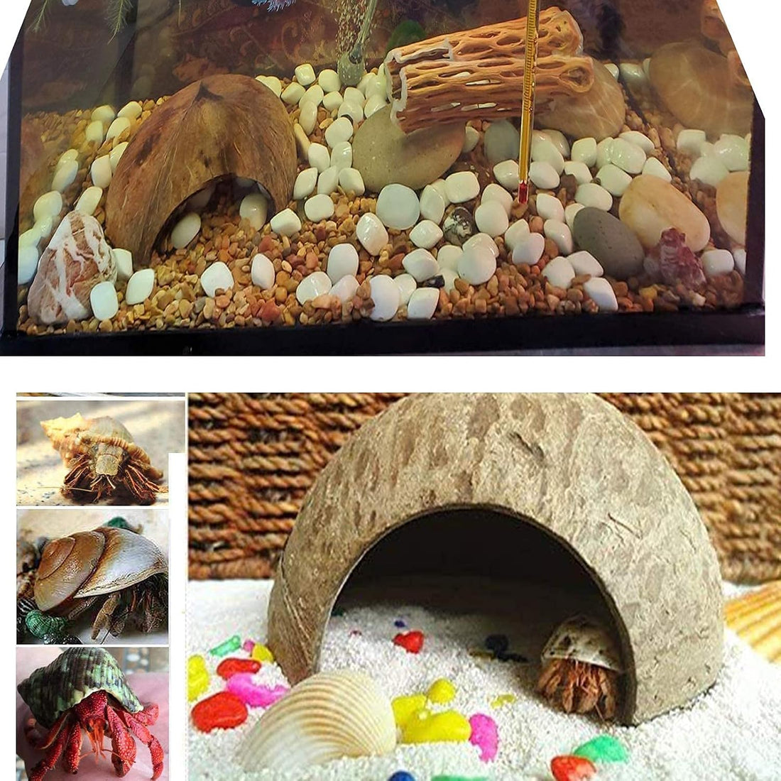 SINKOO 16PCS Hermit Crab Shells Growth, Hermit Crab Coconut Hut